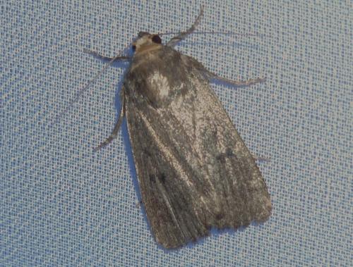 Réf. 244 254 : Amphipyra tragopoginis